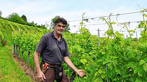 Hubert Gutemann zwischen den Weinreben an der Wangener Halde. Hier wächst neben neben alten Sorten wie Müller-Thurgau und Spätburgunder ...