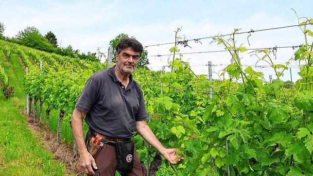 Hubert Gutemann zwischen den Weinreben an der Wangener Halde. Hier wächst neben neben alten Sorten wie Müller-Thurgau und Spätburgunder ...