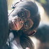 Schimpanse Quebo kam am 6. Oktober im Zoo Basel auf die Welt.