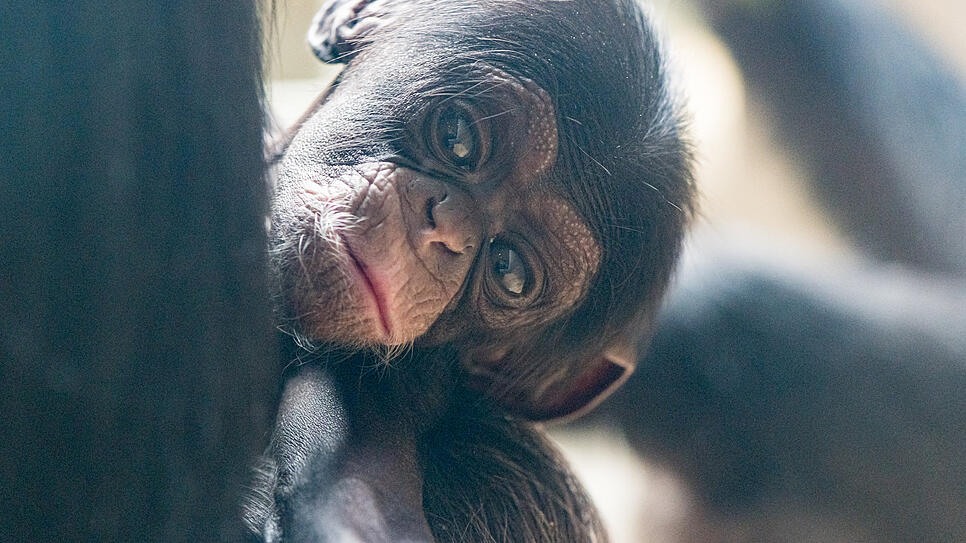 Schimpanse Quebo kam am 6. Oktober im Zoo Basel auf die Welt.