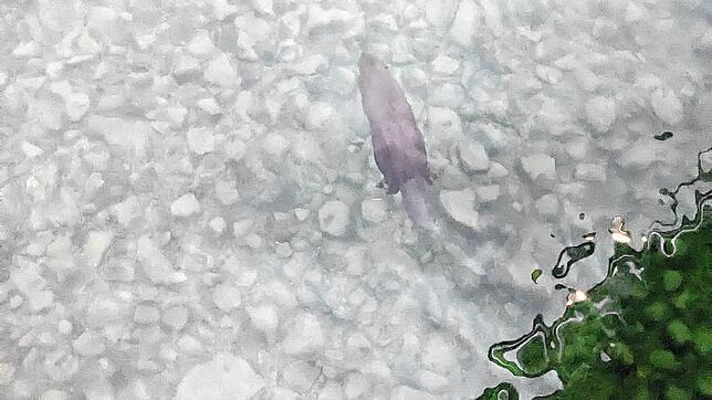 Der Biber taucht ab, als er einen Menschen auf dem Steg am Rebgut Haltnau bemerkt.