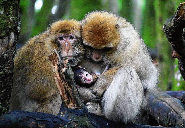 Bis zur Geburt der ersten Affenbabys dauert es noch etwas, die neue Saison auf dem Affenberg läuft aber schon. Unser Bild zeigt Mama ...