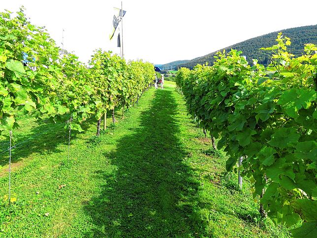 Der Gutmadinger Weinberg mit rund 80 Weinstöcken. Einen Teil davon zeigt unser Foto.