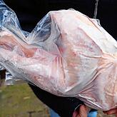 Die Ökologische Tierzucht gGmbH (ÖTZ) bietet dem Verbraucher Hähnchenfleisch, wie hier als tiefgefrorener Hahn, aber auch als Salami an. ...