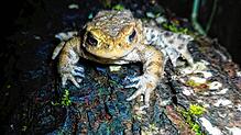Eine Erdkröte, nachdem sie während der Amphibienzählung an einem der Durchgänge an der Landstraße 201 gezählt und wieder freigelassen wurde.