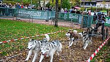 Ein Hundegespann fährt aus der Waldhauskurve hinaus: Nun ist das Ziel nicht mehr weit.