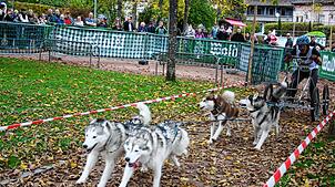 Ein Hundegespann fährt aus der Waldhauskurve hinaus: Nun ist das Ziel nicht mehr weit.
