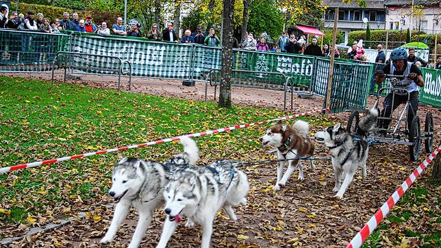 Ein Hundegespann fährt aus der Waldhauskurve hinaus: Nun ist das Ziel nicht mehr weit.