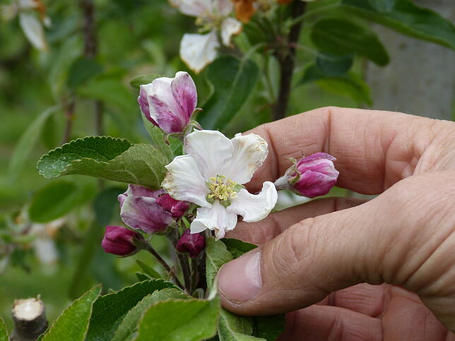 Apfelblüte