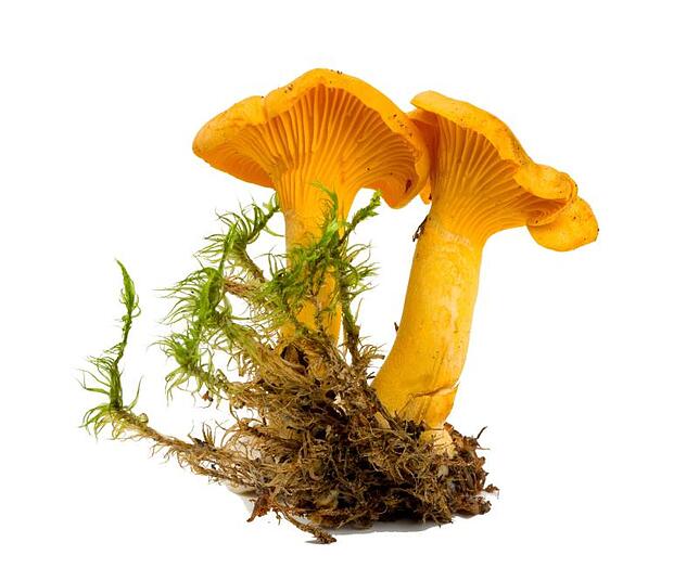 Pfifferling (Cantharllus cibarius).