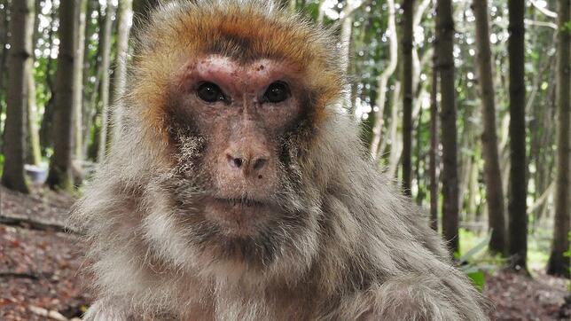 Affendame Cindy, mit 31,5 Jahren die älteste Bewohnerin des Affenbergs in Salem, erfreut sich bester Gesundheit.