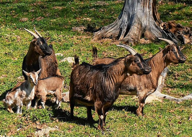 Bild 2: Tiere im Wildgehege und ihr Nachwuchs genießen die Sonne