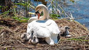 Sie sind da! Am Konstanzer Seerhein sind fünf Schwanen-Küken geschlüpft und wurden auch schon bei den ersten Schwimmversuchen gesichtet.