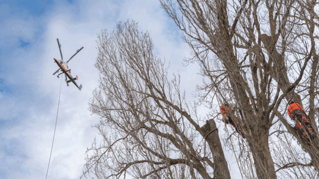 Bild : Vier riesige Pappeln müssen in Dingelsdorf gefällt werden. Die Bäume werden mit einem Heli auf dem Luftweg entfernt