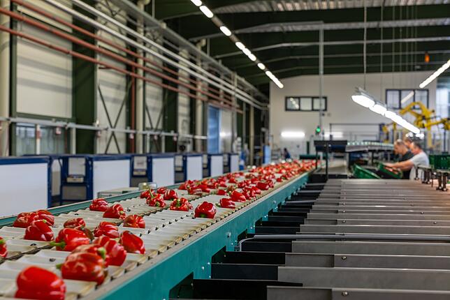 Bio-Paprika ist das Aushängeschild der Reichenauer Bauern. Die Paprika werden autonom bis in die Sortierhalle gefahren, wo sie in einem ...