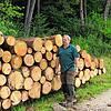 Trockenlager am Waldrand: Bei Wärme und Trockenheit stirbt die Borkenkäferbrut ohne Chemiezusatz ab, wie Forstrevierleiter Siegbert Arzt ...