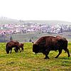 Wisente auf einer Wiese bei Schopfheim-Gersbach (Archivbild). Zwei Tiere verendeten. Eine Frau (24) musste sich deshalb vor Gericht ...