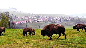 Wisente auf einer Wiese bei Schopfheim-Gersbach (Archivbild). Zwei Tiere verendeten. Eine Frau (24) musste sich deshalb vor Gericht ...