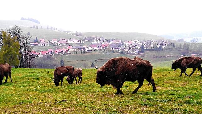 Wisente auf einer Wiese bei Schopfheim-Gersbach (Archivbild). Zwei Tiere verendeten. Eine Frau (24) musste sich deshalb vor Gericht ...