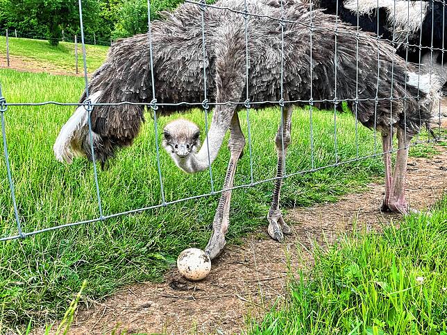 Bild 1: Wie süß! Wir begleiten Nachwuchs auf der Straußenfarm bei den ersten Schritten. Mit Videos