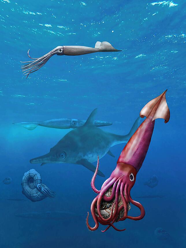 Ein Megateuthis hat sich einen Ammoniten der Gattung Lytoceras als Beute gegriffen. Im Hintergrund zu sehen: der Fischsaurier Argovisaurus.