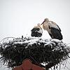 Ein ungewöhnliches Bild: Störche im Schnee. Die ersten Rückkehrer sind bereits wieder in der Region. Jetzt kommt Schnee und eine ...