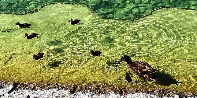 Arten wie die Stockente profitieren eher vom niedrigen Wasserstand in diesem Jahr. Es bestand keine Gefahr, dass ihre Nester überflutet ...