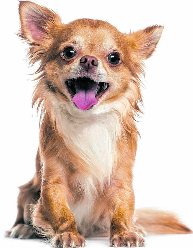 Chihuahua