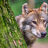 Ein Wolf in einem Wildpark (Symbolbild). Auch in den Landkreisen Lörrach und Waldshut gab es in den vergangenen Monaten Hinweise auf ...