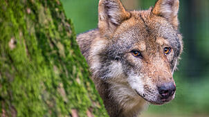 Ein Wolf in einem Wildpark (Symbolbild). Auch in den Landkreisen Lörrach und Waldshut gab es in den vergangenen Monaten Hinweise auf ...