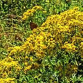 Die gelbe Blüte verlockt zum Pflücken. Doch der Kontakt mit der Pflanze kann Hautreizungen hervorrufen.