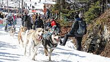 Bild : Schlittenhunderennen Todtmoos: Alaska-Feeling ist garantiert - auch ohne Schnee