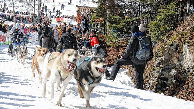 Bild : Schlittenhunderennen Todtmoos: Alaska-Feeling ist garantiert - auch ohne Schnee