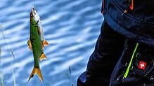 Ein Fisch hängt an der Angel. Die Tiere dürfen laut Gesetz nur für den eigenen Verzehr geangelt werden, nicht aber nur zum Spaß. Foto: ...