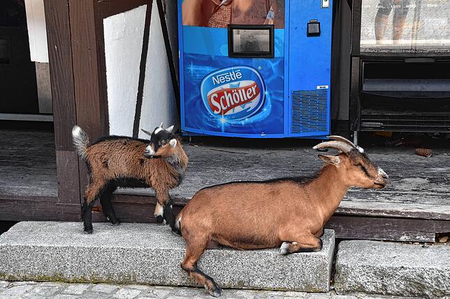 Auch wenn sich dieses Zicklein mit seiner Mutter an einem Eisautomaten niedergelassen hat, sollten die Tiere auf der Lochmühle natürlich ...