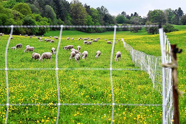 Schafe auf einer Weide, die von einem elektrischen Herdenschutzzaun eingezäunt ist – zum Schutz vor Wölfen.
