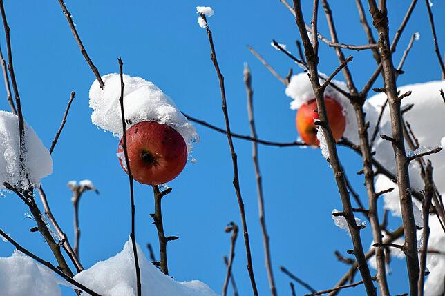 Bild 17: Ein Traum in Weiß: Das Konstanzer Wochenende im Schnee