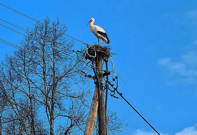 Nach vielen Jahren hat sich in Ittendorf wieder ein Storch niedergelassen.