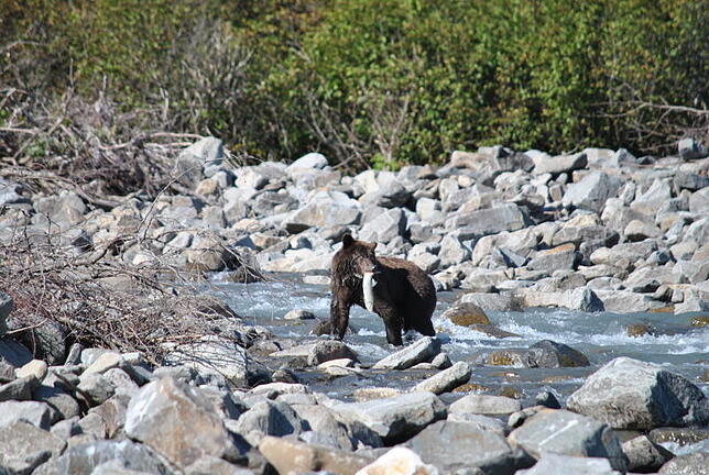Bild 9: Die schönsten Tierfotos aus Alaska und British Columbia