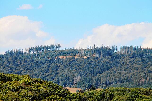 Der Blick von außen auf den Wald offenbart kahle Stellen im Wald. Auch hier hat der Borkenkäfer seine Spuren hinterlassen.