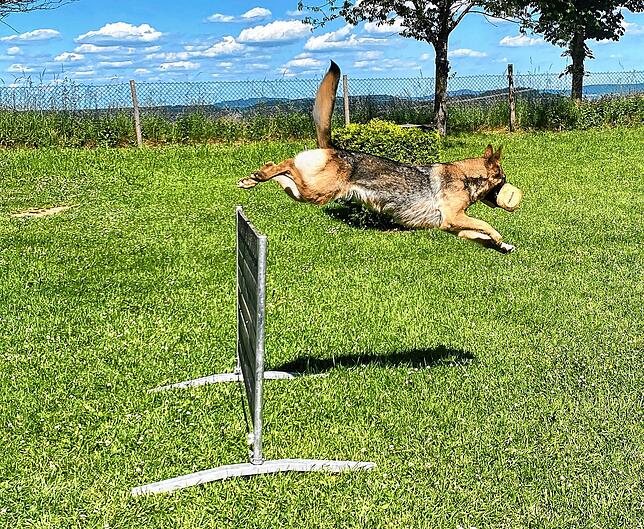 Impressionen aus dem Trainingsalltag am Donaueschinger Hundeplatz.