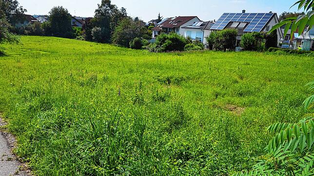 Auf diesem Grundstück zwischen Trendsportanlage und Ensisheimer Straße soll die Grundschule gebaut werden. Das Gelände wurde von der ...
