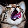 Für Irritationen sorgte vor 25 Jahren ein Paar, das in Aichen regelmäßig Katzen fütterte. (Symbolbild)