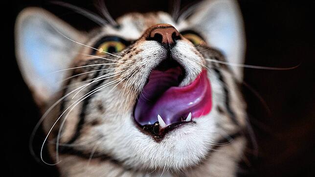 Für Irritationen sorgte vor 25 Jahren ein Paar, das in Aichen regelmäßig Katzen fütterte. (Symbolbild)