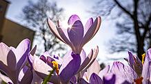 Die Krokusse blühen schon, die Bäume brauchen noch ein bisschen: Kommt jetzt der Frühling?