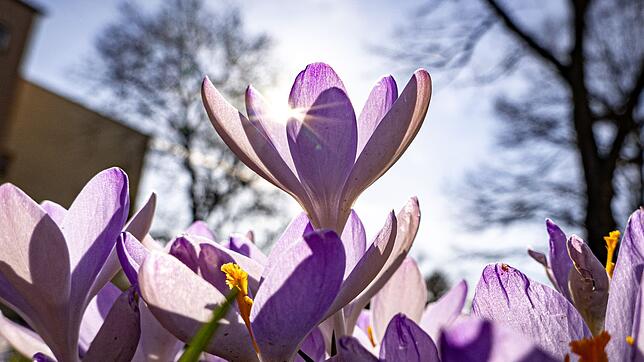 Die Krokusse blühen schon, die Bäume brauchen noch ein bisschen: Kommt jetzt der Frühling?
