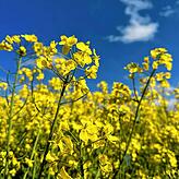 Es sind kleine Blüten, die in der Summe wunderschöne Teppiche bilden.