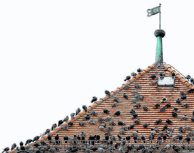 Tauben auf einem Villinger Stadttor. Allein in der Villinger Innenstadt dürfte es mehrere hundert Tauben geben.