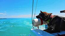 Fast 35 Grad hatte es im Juli am Bodensee. Eine Abkühlung auf dem See kommt da jedem recht.