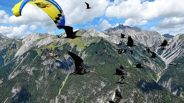 Waldrappe fliegen über die Alpen. Das Bild entstand 2018 und soll künftig der Vergangenheit angehören. Die nächste menschengeführte ...